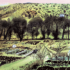 Riverside Allotments, Shoreham, Kent