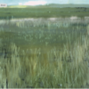 The Marshes, Walberswick, Suffolk