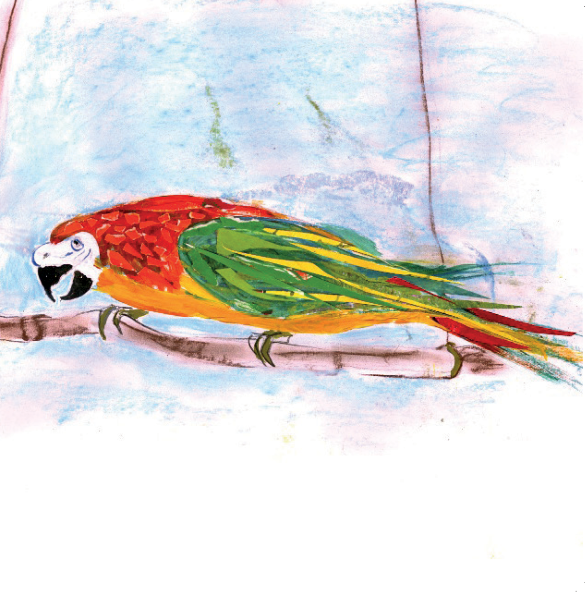 Artists on Cards Ltd SQL052-for-website Colourful Macaw Parrot Greeting Card