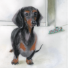 Sausage Dog Greeting Card – Daphne the Dachshund
