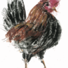 Rustic rooster illustration greeting card with red comb and black feathers on white background. Artists on Cards