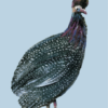 Guinea Fowl Portrait