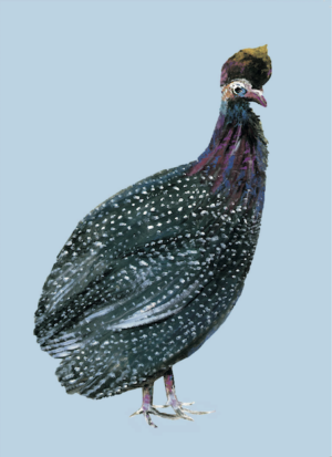 Artists on Cards Ltd Guineau-fowl-portrait-for-website-1-300x413 Guinea Fowl Portrait  