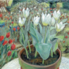 Spring Garden
