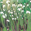 Greeting card featuring collage of white snowdrop flowers on tall green stems with soft meadow background. Artists on Cards