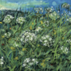 Wild Flower and Cow Parsley