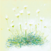 Scabious