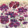 Lychnis Coronaria