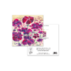 Lychnis Coronaria - Image 3