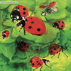 Ladybirds