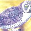 Greeting card featuring a white owl with green eyes against an early evening night sky.