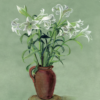 Lillies