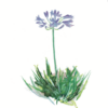 Agapanthus