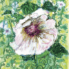 Hollyhocks