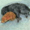 Greeting card featuring an artistic sleeping dog and cat animal illustration titled 'The Arms of Morpheus', ideal for animal lovers