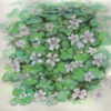 Geranium Renardii