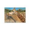 Angolan Giraffes Animal Greeting Card – Unique animal Illustration for Any Occasion - Image 2