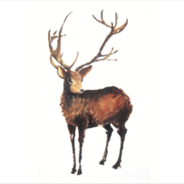Stag Standing XMAS