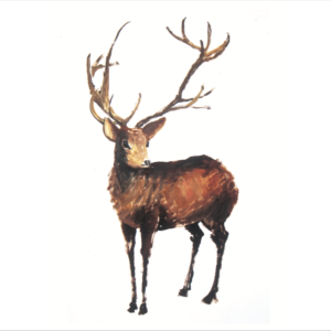 Artists on Cards Ltd SQL109-for-website-300x300 Stag Standing XMAS  