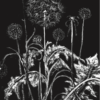 Dandelions