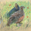 Game Birds