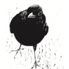 Hello Blackbird !