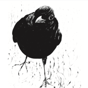 Artists on Cards Ltd blackbird-today-300x300 Hello Blackbird !  