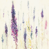 Purple Loosestrife