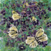 Violets and Butterflies