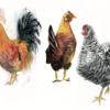 Flock Sketch