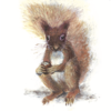 **Alt Text:** “A hand-painted red squirrel with a bushy tail holding an acorn, set against a soft, white background.”Artists on Cards