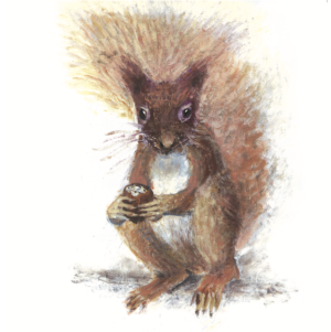 Artists on Cards Ltd SQL088-for-website-300x301 Red Squirrel  