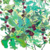 Greeting card with painterly green fig leaves and dark red figs on a bright white background