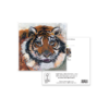 Tiger Greeting Card - Featuring wildlife art - Image 3