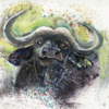 Greeting card with a powerful buffalo illustration titled Burly, rustic and bold