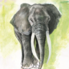 Greeting card featuring a gentle and majestic elephant named Wilbur