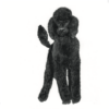 Greeting card featuring a poodle dog; animal illustration titled 'Buddy'