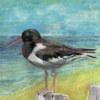 Oystercatcher bird greeting card featuring a hand-painted coastal wildlife illustration, with a black-and-white shorebird perched by the sea. Perfect for nature lovers and birdwatchers.
