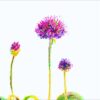 Allium Schoenprasum flower-head