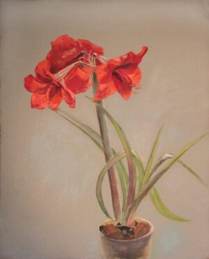 Artists on Cards Ltd amaryllisbelladonnaICpB-300x373 Amaryllis Belladonna  