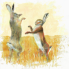 Greeting card featuring Boxing Hares, an animal illustration titled 'Boxing Hares'