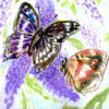 Buddleia and Butterflies