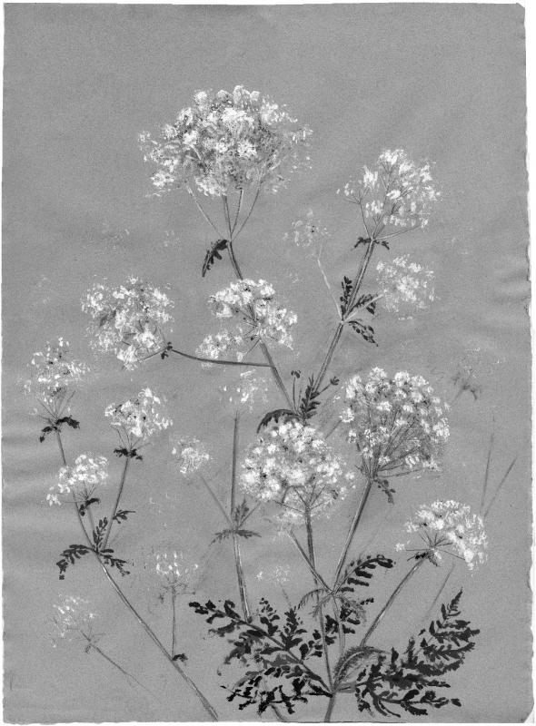 Artists on Cards Ltd cowparsley511 Cow Parsley  