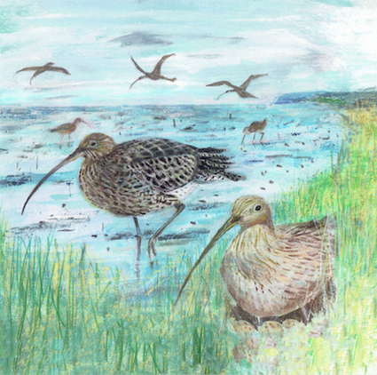 Artists on Cards Ltd curlewsgLXt Curlews  