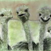 Emu Gathering/ Where's Rod Hull?