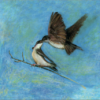 Feeding Swifts