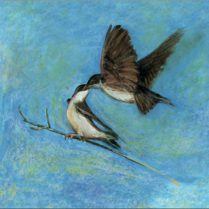 Artists on Cards Ltd feedingswifts1JXd Feeding Swifts  