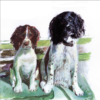 Greeting card featuring Springer Spaniels, animal illustration, titled 'George and Tod'