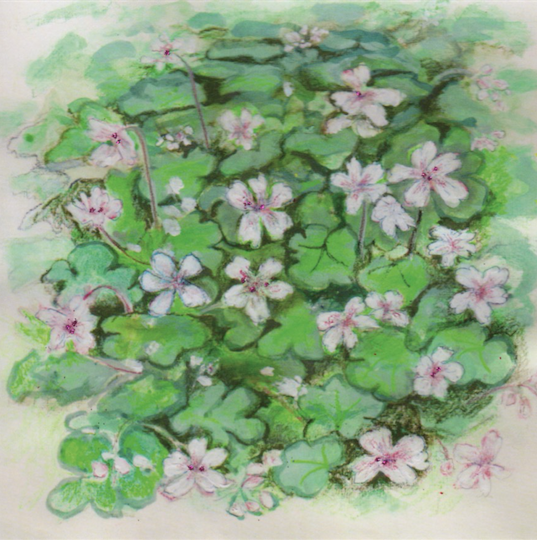 Artists on Cards Ltd geraniumrenardii788 Geranium Renardii  