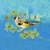 Goldfinch